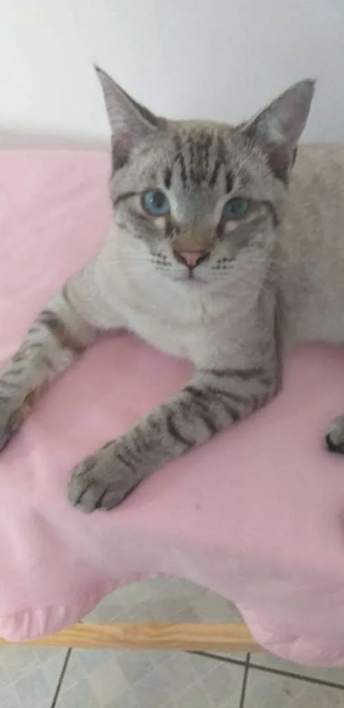 Gato ra a SRD idade 7 a 11 meses nome Giardino
