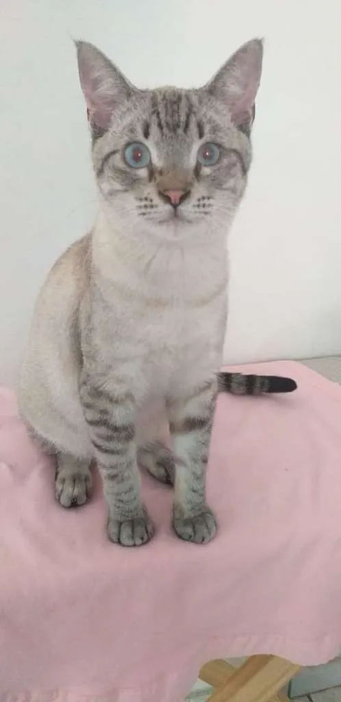 Gato ra a SRD idade 7 a 11 meses nome Giardino