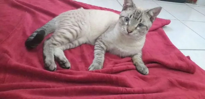 Gato ra a SRD idade 7 a 11 meses nome Giardino