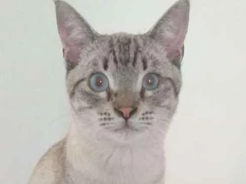 Gato ra a SRD idade 7 a 11 meses nome Giardino