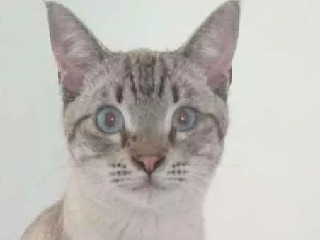 Gato ra a SRD idade 7 a 11 meses nome Giardino