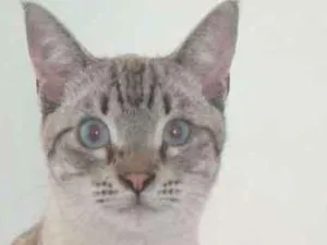 Gato raça SRD idade 7 a 11 meses nome Giardino