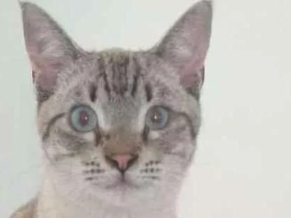 Gato ra a SRD idade 7 a 11 meses nome Giardino