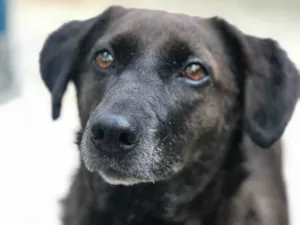 Cachorro raça SRD idade 5 anos nome DOLCE