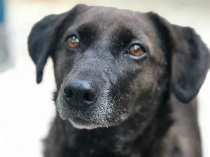 Cachorro ra a SRD idade 5 anos nome DOLCE