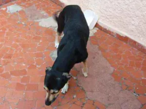 Cachorro raça  Vira lata  idade 2 anos nome Prea