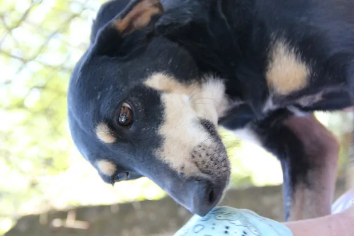 Cachorro ra a SRD idade 5 anos nome GUMA