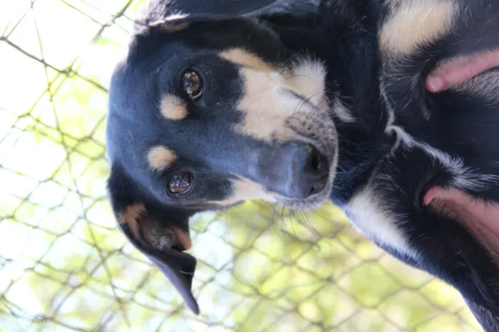 Cachorro ra a SRD idade 5 anos nome GUMA