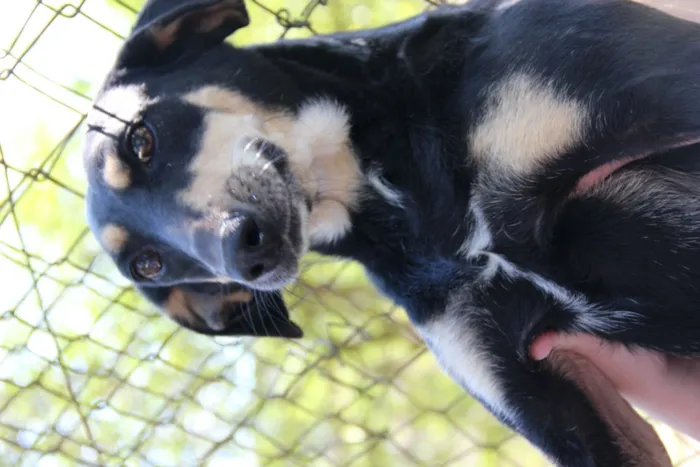 Cachorro ra a SRD idade 5 anos nome GUMA