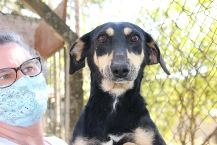 Cachorro ra a SRD idade 5 anos nome GUMA