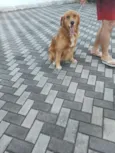 Loki