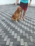 Loki