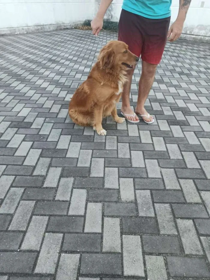 Cachorro ra a golden retriever idade 3 anos nome Loki