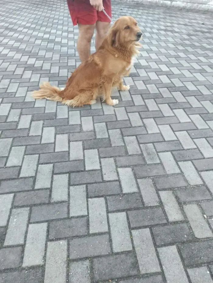 Cachorro ra a golden retriever idade 3 anos nome Loki