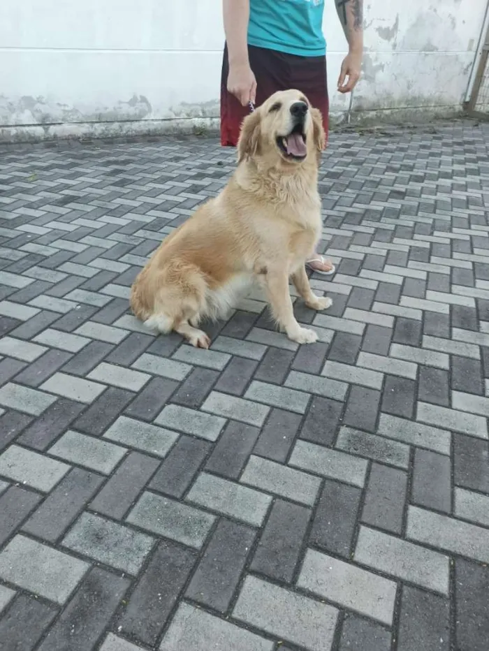 Cachorro ra a golden retriever idade 3 anos nome Nina
