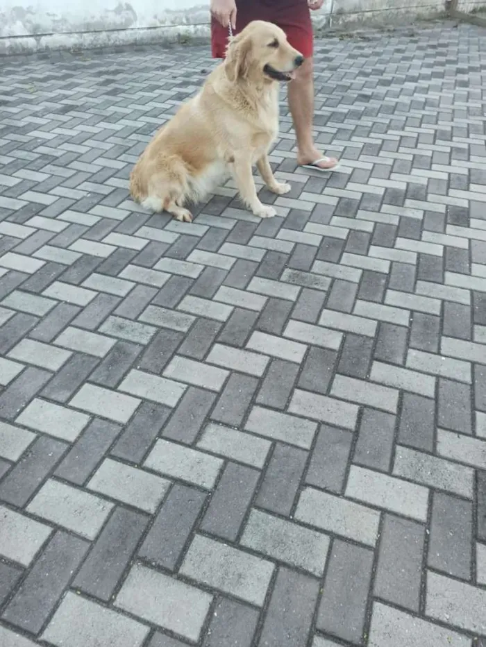 Cachorro ra a golden retriever idade 3 anos nome Nina