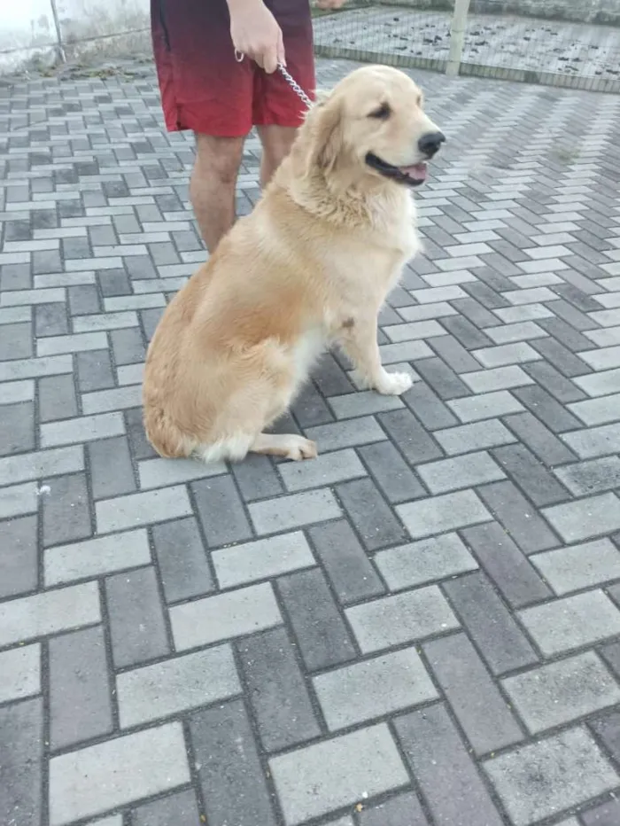 Cachorro ra a golden retriever idade 3 anos nome Nina