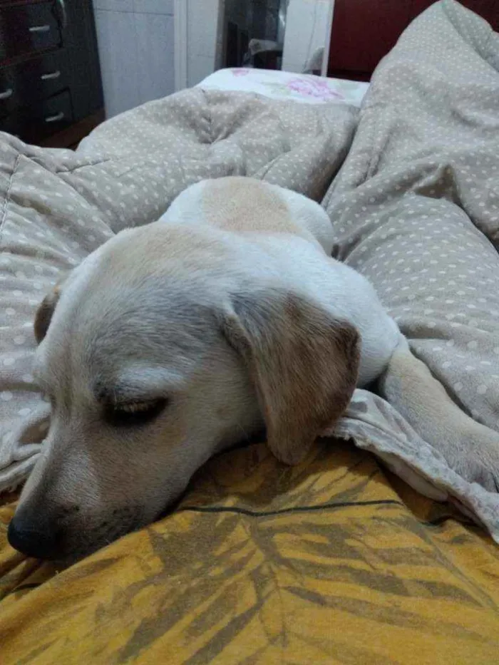 Cachorro ra a Não sei  idade 2 a 6 meses nome Lali ou branquinha