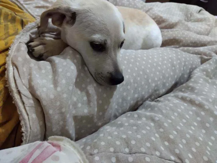 Cachorro ra a Não sei  idade 2 a 6 meses nome Lali ou branquinha
