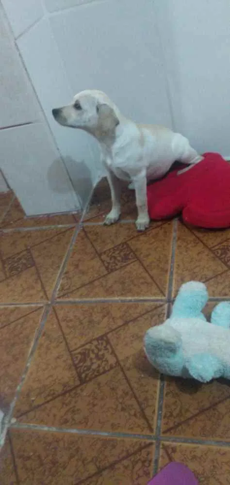 Cachorro ra a Não sei  idade 2 a 6 meses nome Lali ou branquinha