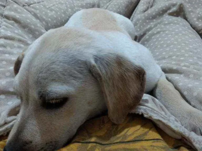 Cachorro ra a Não sei  idade 2 a 6 meses nome Lali ou branquinha