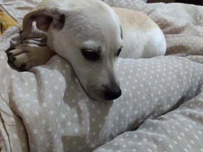 Cachorro ra a Não sei  idade 2 a 6 meses nome Lali ou branquinha