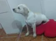 Lali ou branquinha