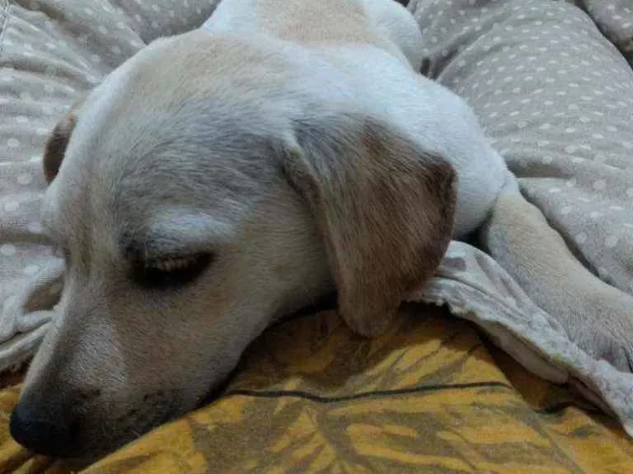 Cachorro ra a Não sei  idade 2 a 6 meses nome Lali ou branquinha