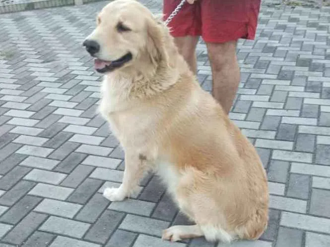 Cachorro ra a golden retriever idade 3 anos nome Nina