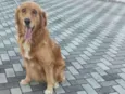 Loki