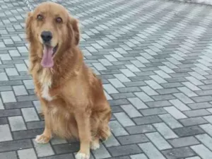 Cachorro raça golden retriever idade 3 anos nome Loki