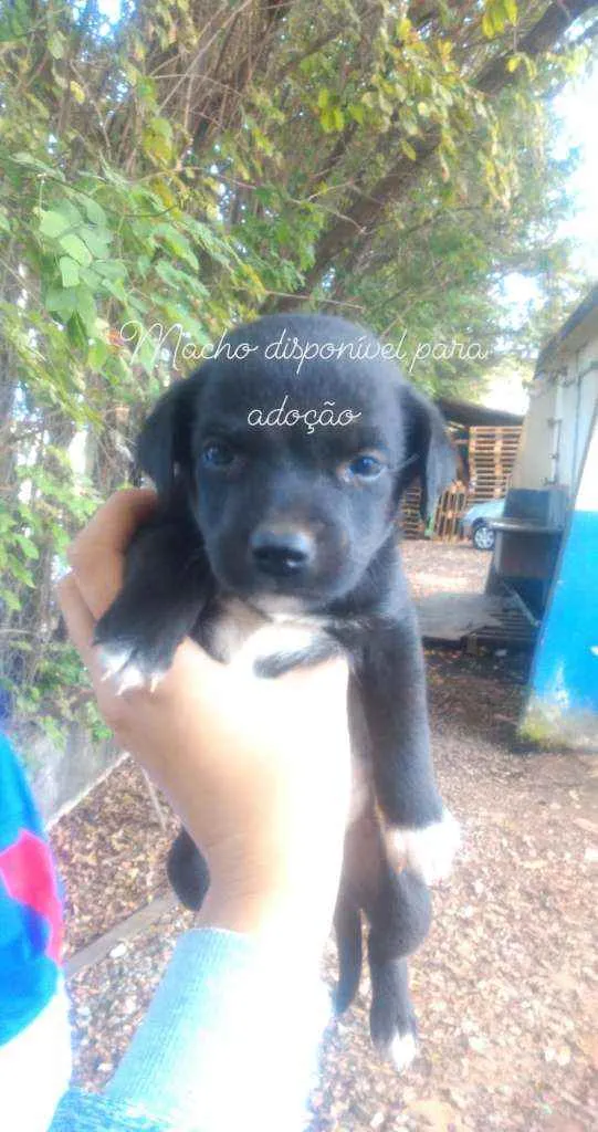 Cachorro raça Mistura  idade Abaixo de 2 meses nome Pretinho
