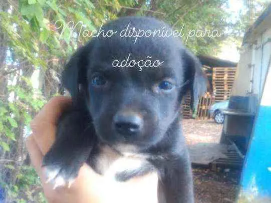 Cachorro raça Mistura  idade Abaixo de 2 meses nome Pretinho