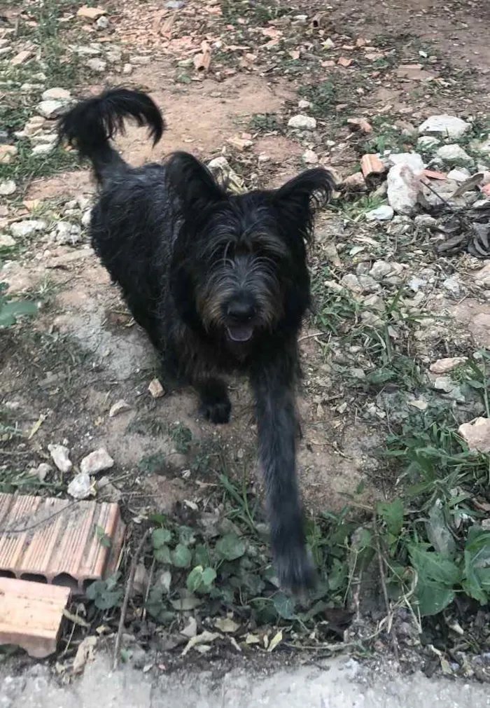 Cachorro ra a SRD idade 1 ano nome Ursa