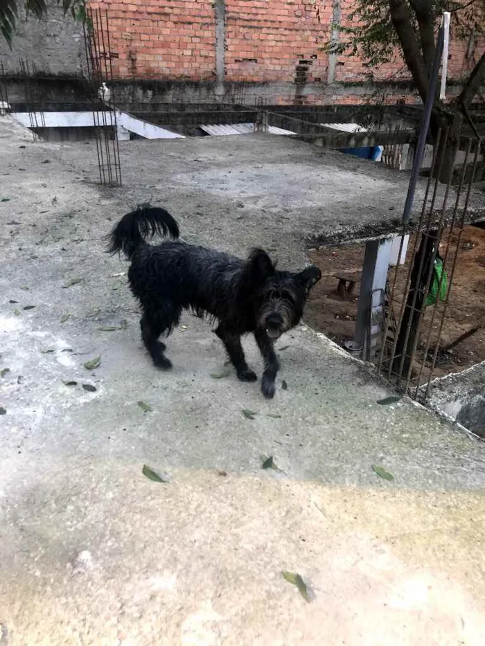 Cachorro ra a SRD idade 1 ano nome Ursa