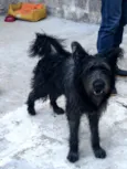 Ursa