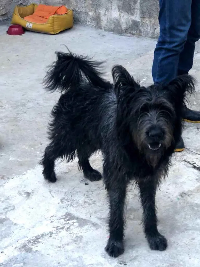 Cachorro ra a SRD idade 1 ano nome Ursa