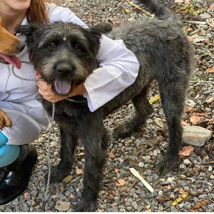 Cachorro ra a SRD idade 1 ano nome Ursa