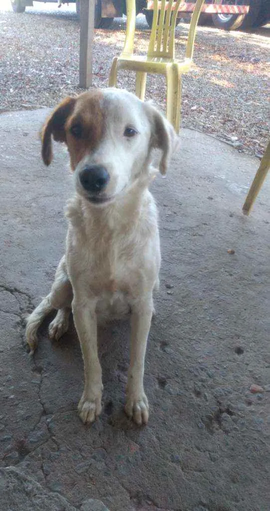 Cachorro raça Não sei idade 3 anos nome Branca 