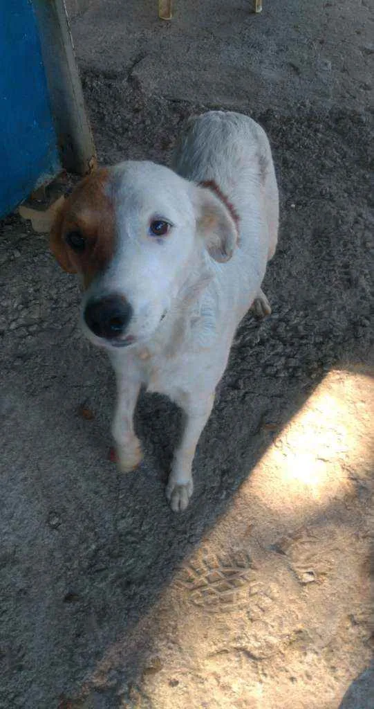 Cachorro raça Não sei idade 3 anos nome Branca 