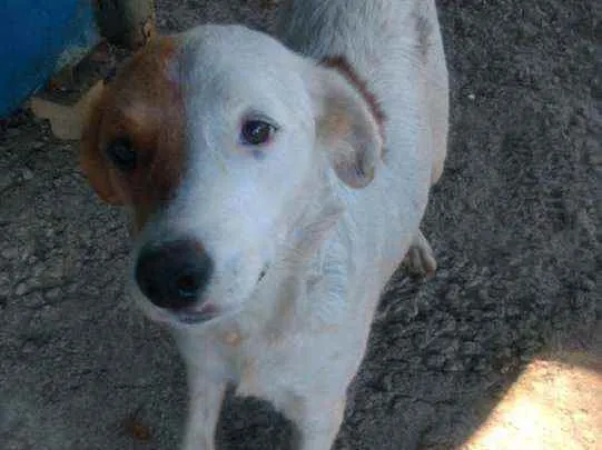 Cachorro raça Não sei idade 3 anos nome Branca 
