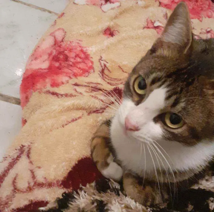Gato ra a vira lata idade 5 anos nome Bibi