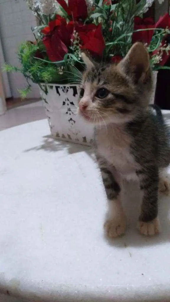Gato raça  idade Abaixo de 2 meses nome Ainda não tem nome 