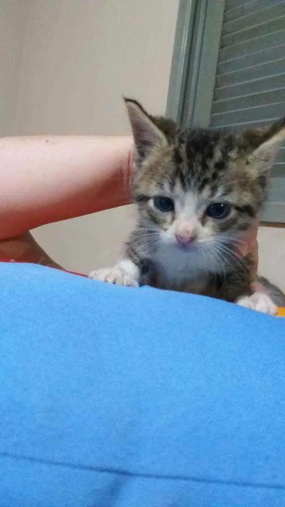 Gato raça  idade Abaixo de 2 meses nome Ainda não tem nome 