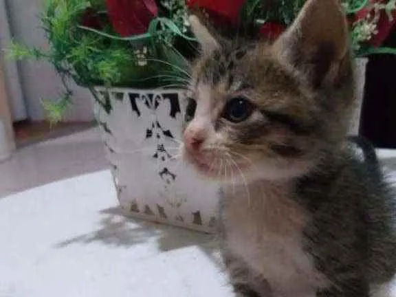 Gato raça  idade Abaixo de 2 meses nome Ainda não tem nome 