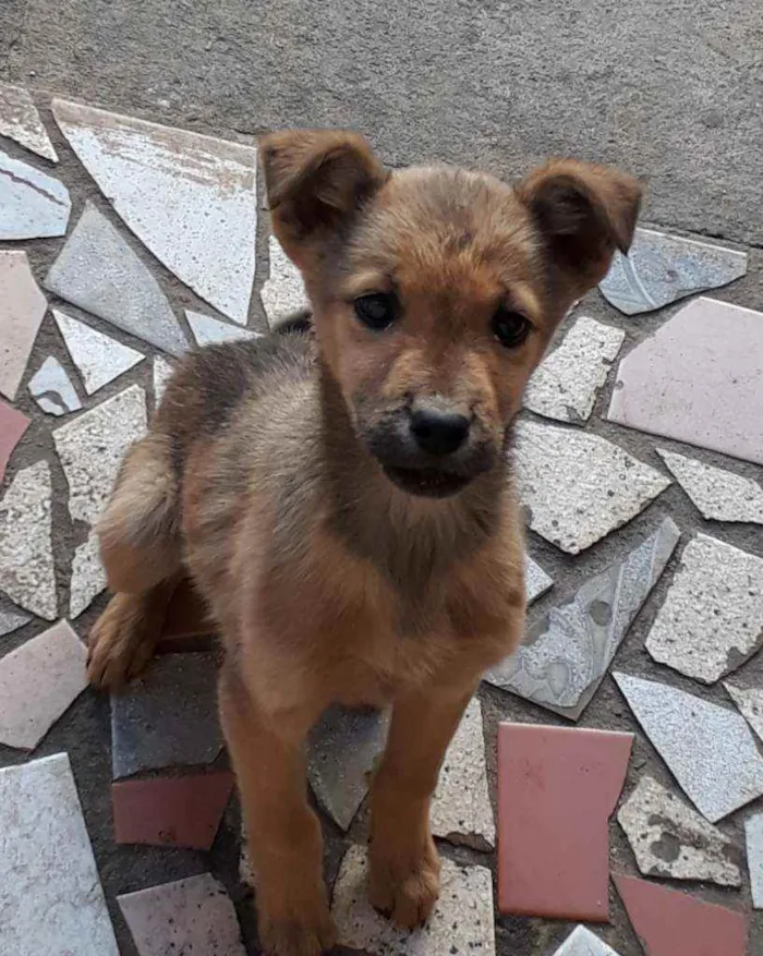 Cachorro ra a Vira lata idade 2 a 6 meses nome Lili