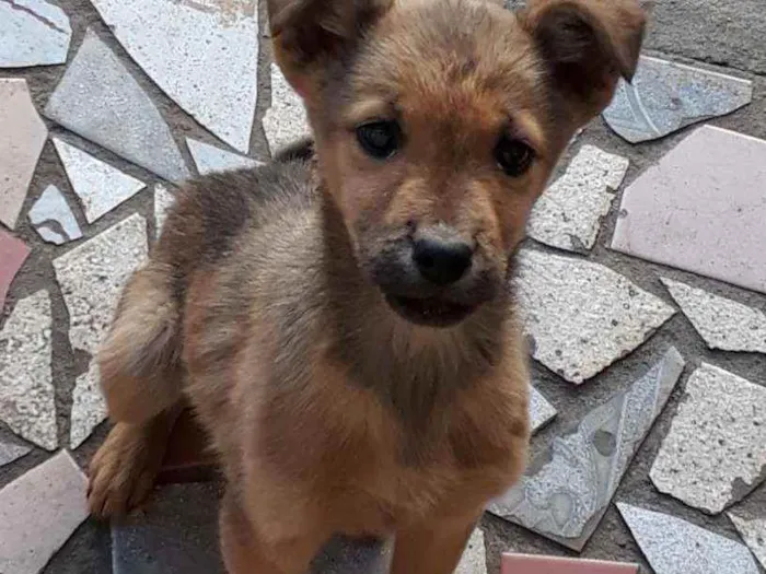 Cachorro ra a Vira lata idade 2 a 6 meses nome Lili