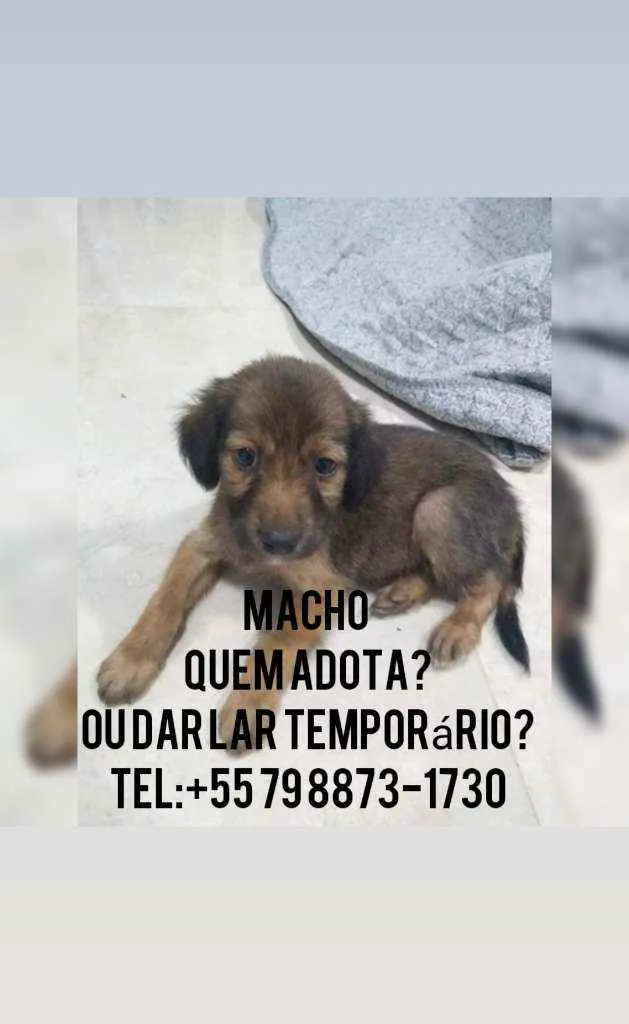 Cachorro raça Srd idade 2 a 6 meses nome Filhote