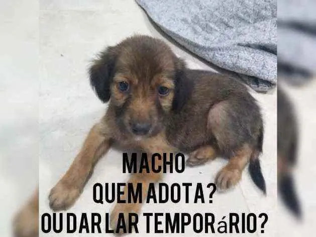 Cachorro raça Srd idade 2 a 6 meses nome Filhote