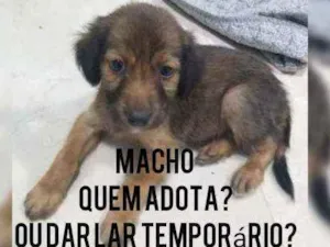 Cachorro raça Srd idade 2 a 6 meses nome Filhote